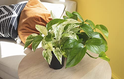 4-Pack Live Pothos Houseplants by Plants for Pets