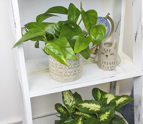 Golden Pothos Trailing Houseplant by Plants for Pets