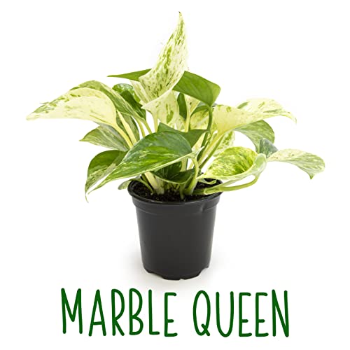 4-Pack Live Pothos Houseplants by Plants for Pets