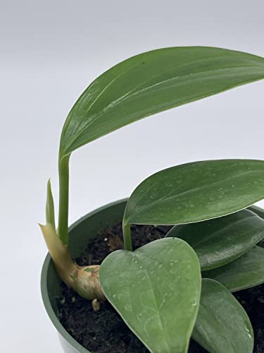 Dragon Tail, 4 inch Pot, Epipremnum pinnatum, Centipede tongavine, Dragon-Tail Plant