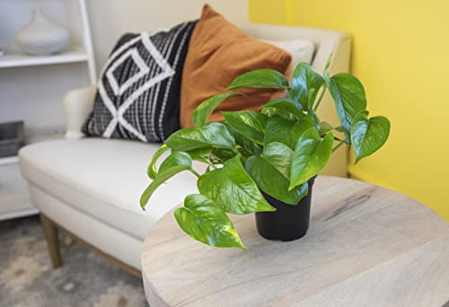 Golden Pothos Trailing Houseplant by Plants for Pets
