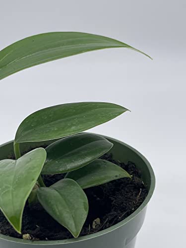 Dragon Tail, 4 inch Pot, Epipremnum pinnatum, Centipede tongavine, Dragon-Tail Plant