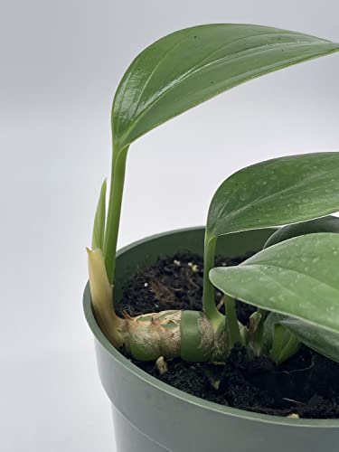 Dragon Tail, 4 inch Pot, Epipremnum pinnatum, Centipede tongavine, Dragon-Tail Plant