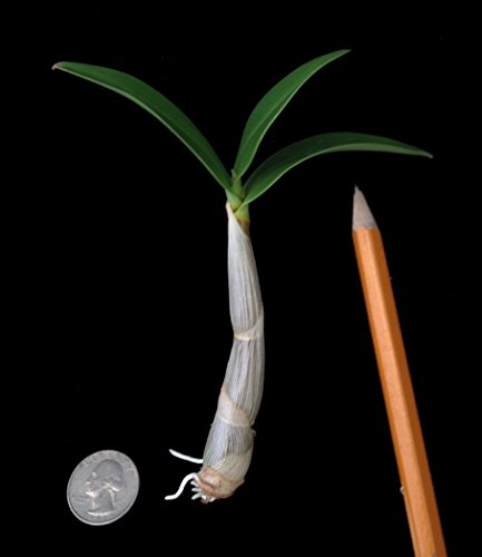 Fragrant Dendrobium delicatum Tropical Orchid