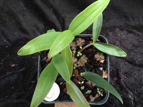 Dendrobium Kingianum - Easy Fast-Growing Orchid