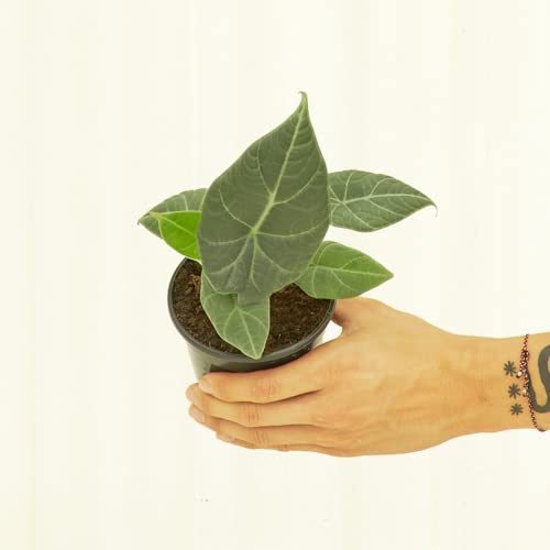 Rare Grey Dragon Alocasia Houseplant (4-inch Pot)