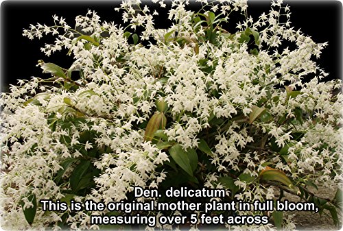 Fragrant Dendrobium delicatum Tropical Orchid