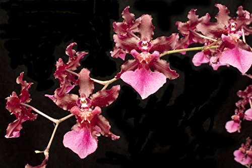 Oncidium Sharry Baby Orchid