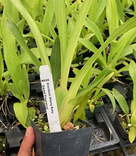 Hawaii's Fragrant Oncidium Sharry Baby Orchid