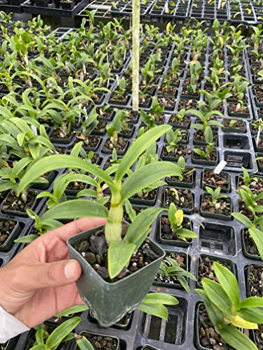 Dendrobium Morning Glory Orchid Plants from Hawaii