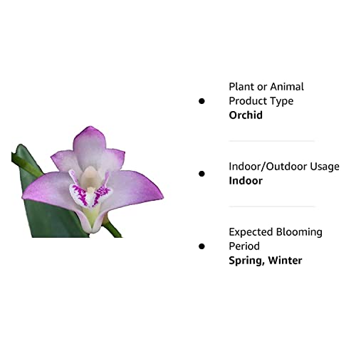 Fragrant Compact Orchid for Windowsills or Outdoors