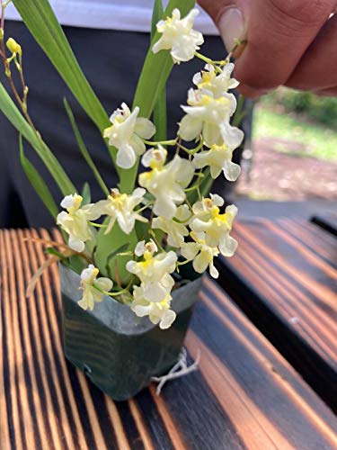 Tropical White & Gold Dust Orchid Plant