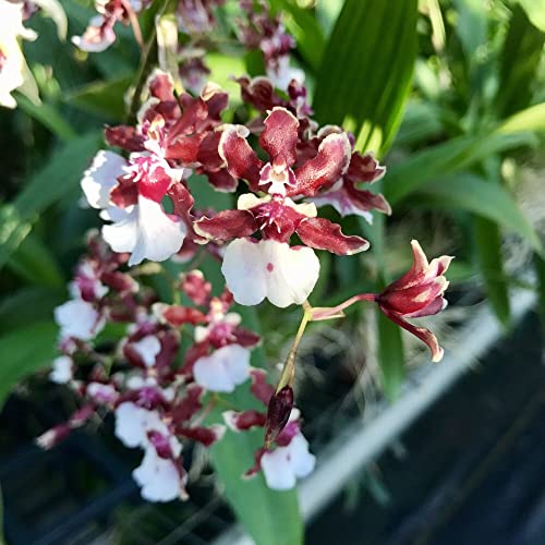 Hawaii's Fragrant Oncidium Sharry Baby Orchid