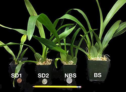 Oncidium Sharry Baby Orchid