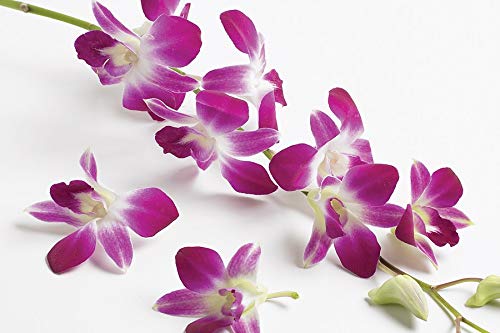 Dendrobium Orchid Hawaiian Starter Plant No Bloom