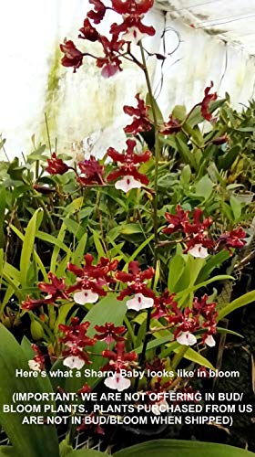 Oncidium Sharry Baby Orchid