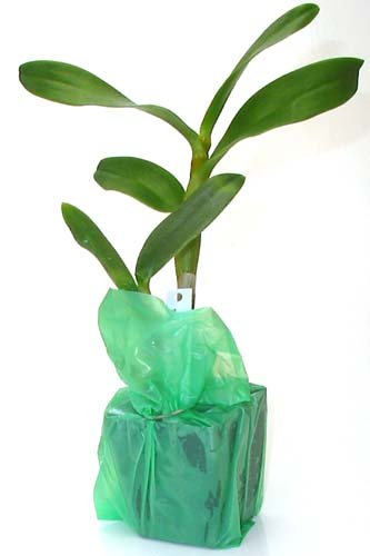 Dendrobium Orchid Hawaiian Starter Plant No Bloom