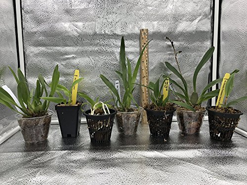 4 Live Orchid Plants to Choose (Oncidiums)
