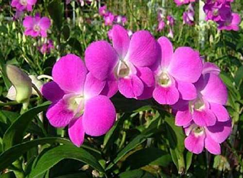 Dendrobium Orchid Hawaiian Starter Plant No Bloom