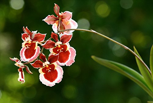 4 Live Orchid Plants to Choose (Oncidiums)