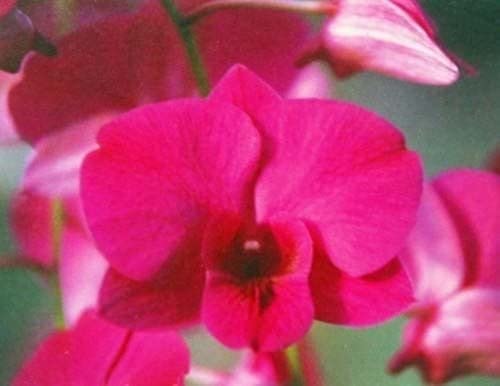 Dendrobium Orchid Hawaiian Starter Plant No Bloom