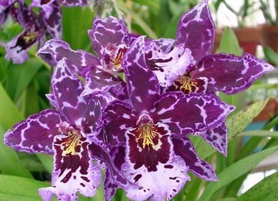 4 Live Orchid Plants to Choose (Oncidiums)
