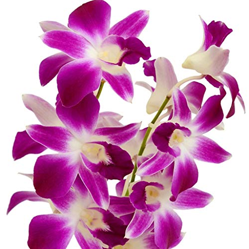 Dendrobium Orchid Hawaiian Starter Plant No Bloom