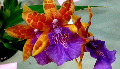 4 Live Orchid Plants to Choose (Oncidiums)