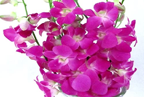 Dendrobium Orchid Hawaiian Starter Plant No Bloom