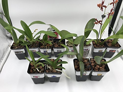 4 Live Orchid Plants to Choose (Oncidiums)