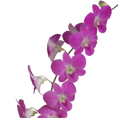Dendrobium Orchid Hawaiian Starter Plant No Bloom