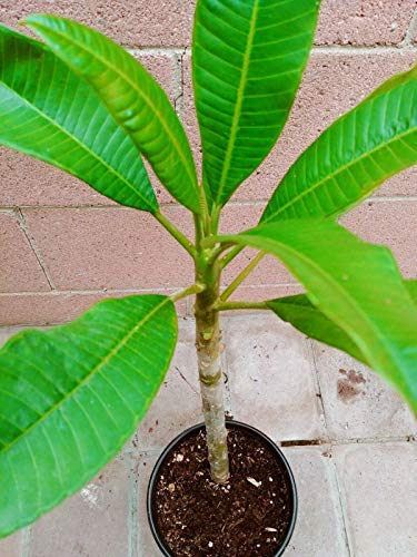 yunakesa Rooted Plumeria Plant (Cotton Candy) Pink