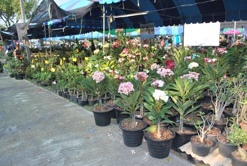 Fragrant Gold Shell Plumeria Cutting