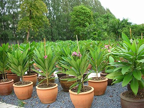 Fragrant Gold Shell Plumeria Cutting