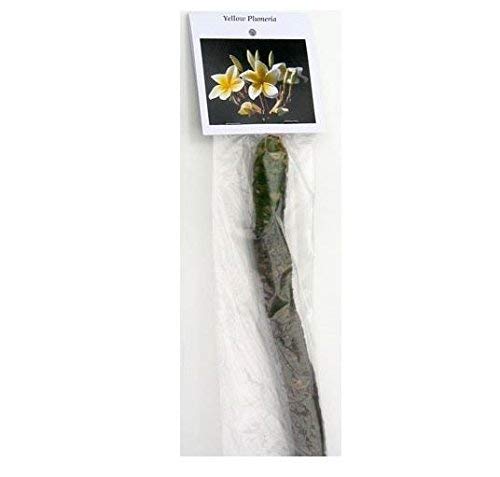 Hawaiian Yellow Plumeria Plant Cutting ~ Grow Hawaii