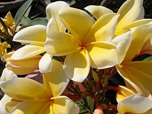 Hawaiian Yellow Plumeria Plant Cutting ~ Grow Hawaii