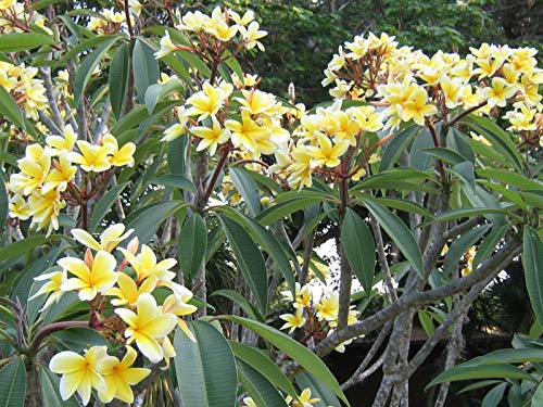 Hawaiian Yellow Plumeria Plant Cutting ~ Grow Hawaii