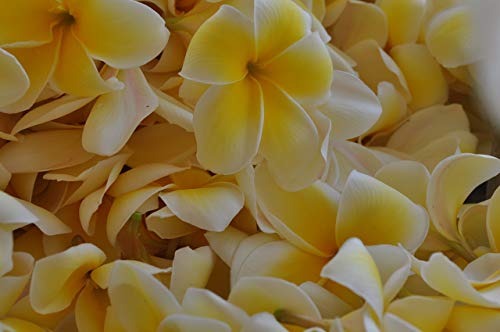 Hawaiian Yellow Plumeria Plant Cutting ~ Grow Hawaii