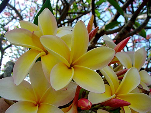 Hawaiian Yellow Plumeria Plant Cutting ~ Grow Hawaii