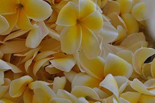 Hawaiian Yellow Plumeria Plant Cutting ~ Grow Hawaii