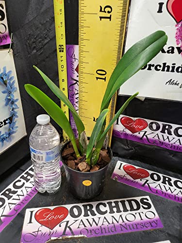 Mahina Yahiro White Cattleya Orchid