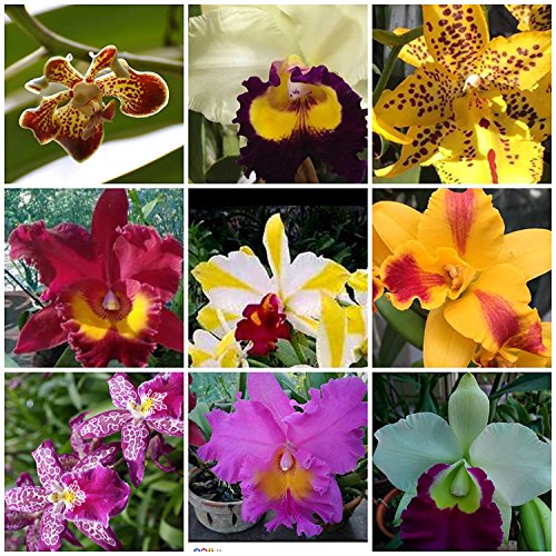 Sale - 3 Large Cattleya Live Orchids Plants