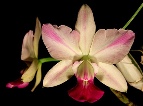 Sale - 3 Large Cattleya Live Orchids Plants