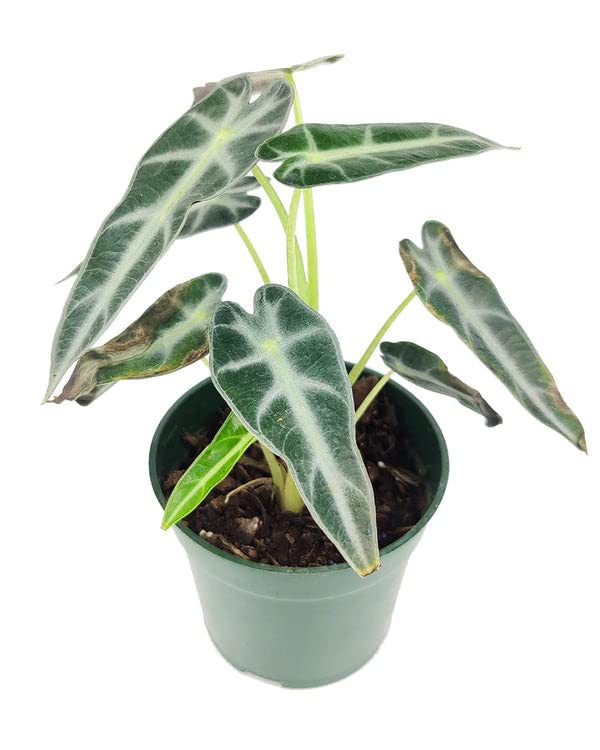 Alocasia Bambino: Eye-Catching Houseplant for Indoors