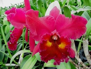 Sale - 3 Large Cattleya Live Orchids Plants