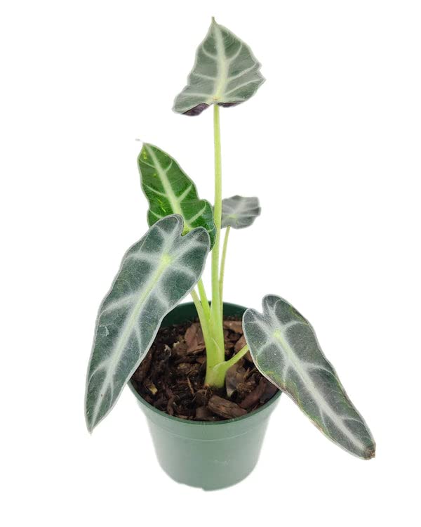Alocasia Bambino: Eye-Catching Houseplant for Indoors