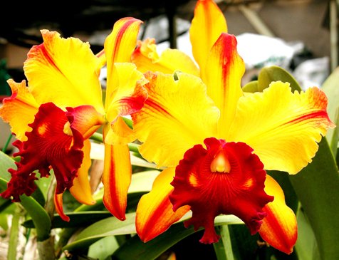 Sale - 3 Large Cattleya Live Orchids Plants