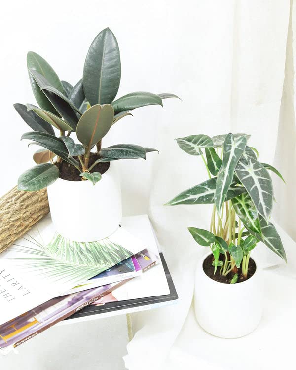Alocasia Bambino: Eye-Catching Houseplant for Indoors