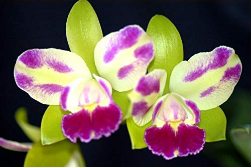 Sale - 3 Large Cattleya Live Orchids Plants