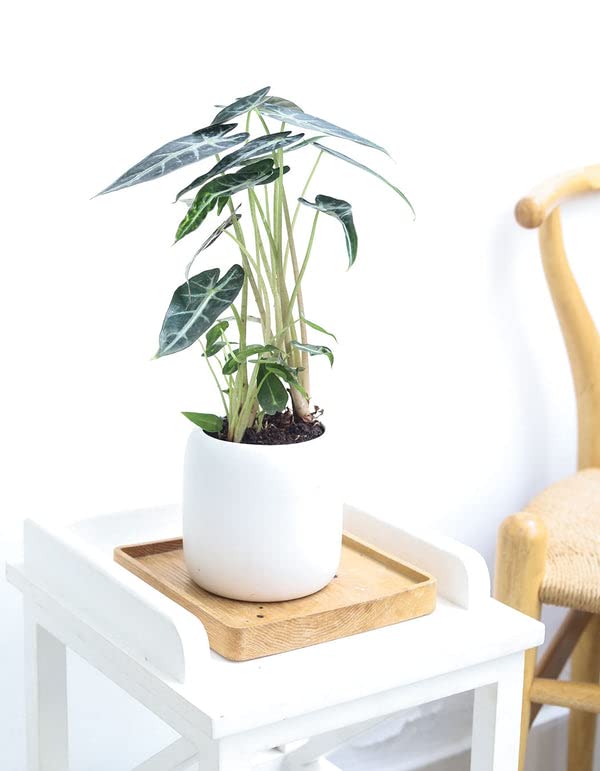 Alocasia Bambino: Eye-Catching Houseplant for Indoors